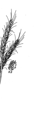 Rye Illustration